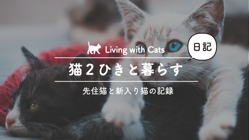 猫2匹目を飼うタイミングと先住猫と新入り猫の過ごし方