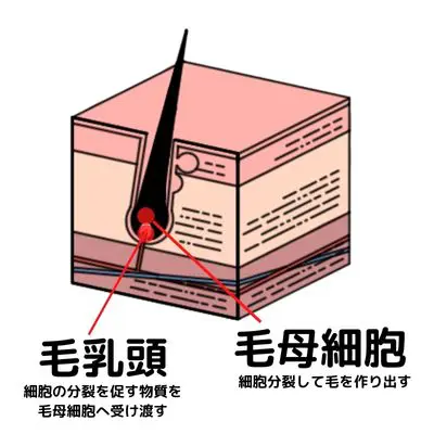 毛母細胞は毛乳頭のまわりにあって、細胞分裂を繰り返し毛を作り出します。
毛乳頭は毛細血管からもらった物質を、毛母細胞などへ受け渡し周囲の細胞をコントロールします。