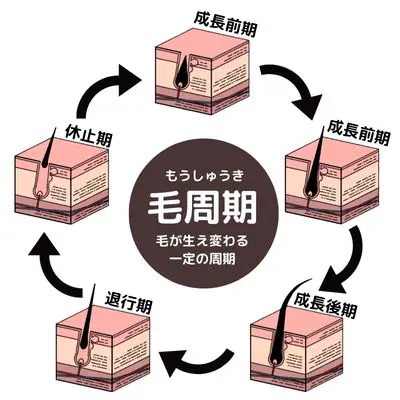 脱毛を効果的に行うための大事なポイント「毛周期」とは